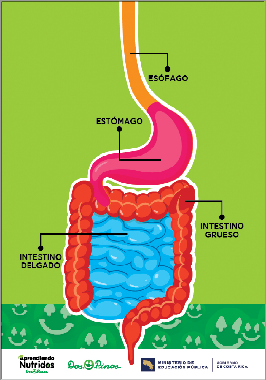 Imagen con un delantal que muestra las partes del sistema digestivo